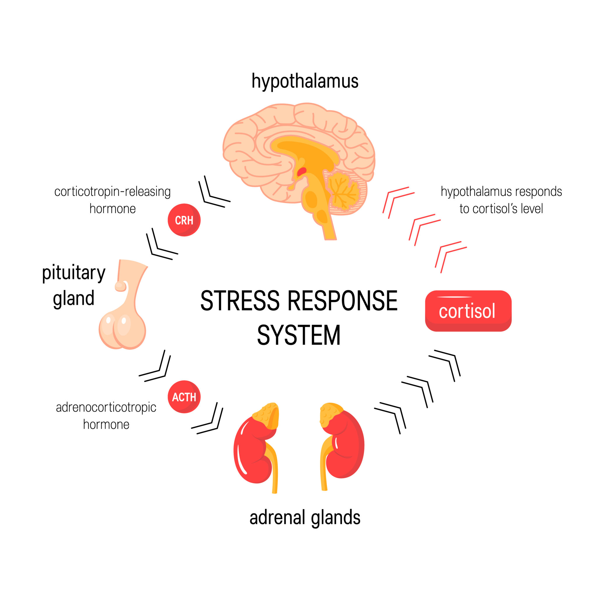 research on stress hormones