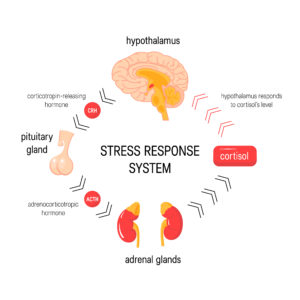 Dealing with Difficult People - Stress Response